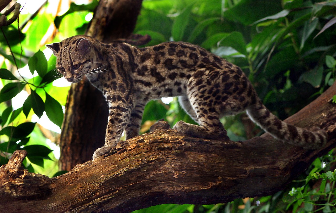 Leopardus Wiedii Yucatanica