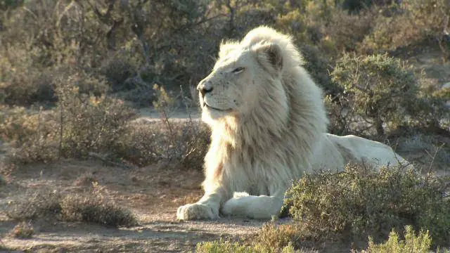 Leão Branco na Savana Africana 