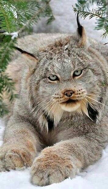 O Lince Canadense Pode Ser Domesticado?