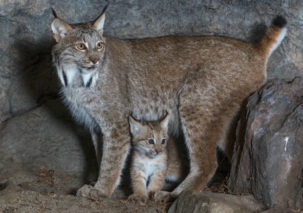 Lince Euroasiático da Suécia