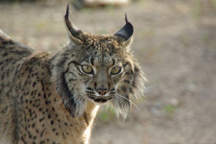 Lince da Sibéria