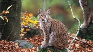 Lince das Bálcãs