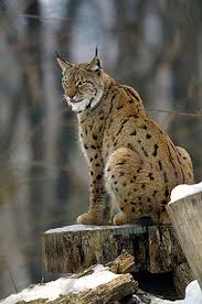 Lince de Altai