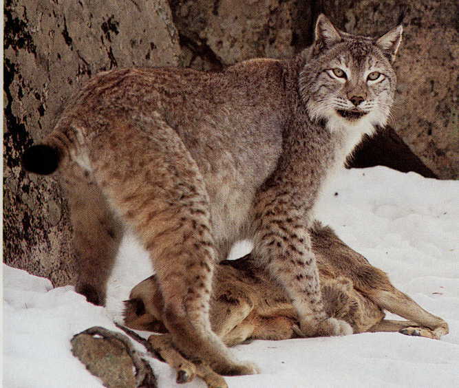 Lince de Amur