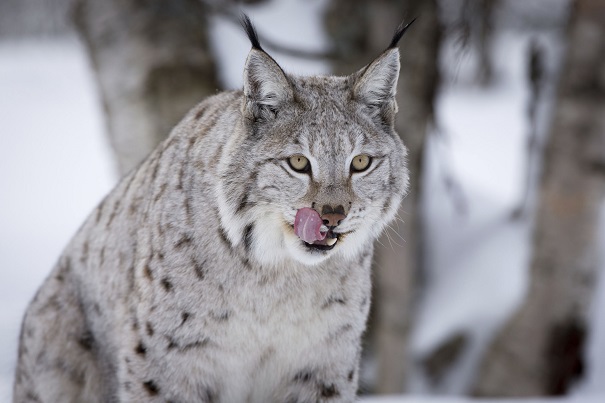 Lince de Baikal