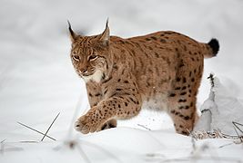 Lince de Sardenha