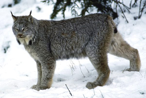 Lince dos Cárpatos