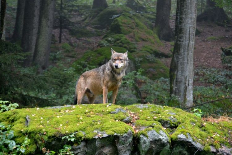 Lobo Vermelho na Floresta 