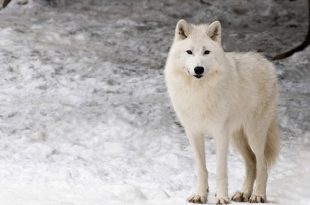 Lobo do Ártico