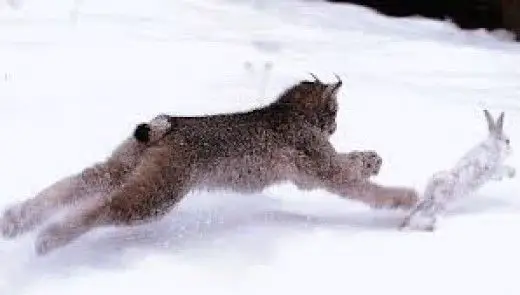 Lynx Canadensis Caçando