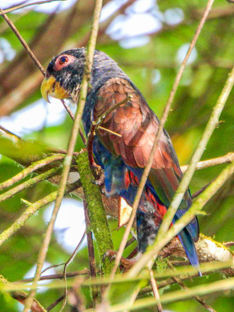 Maitaca-Asa-de-Bronze  Fotografada na Floresta 