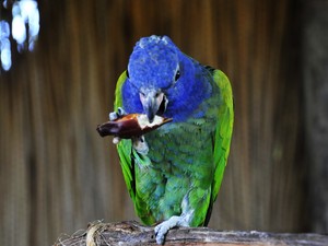 Maitaca de Cabeça Azul Comendo 