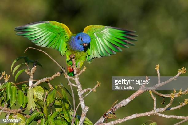 Maitaca de Cabeça Azul de Asas Abertas 