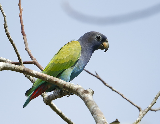 Maritaca-de-Barriga-Azul 