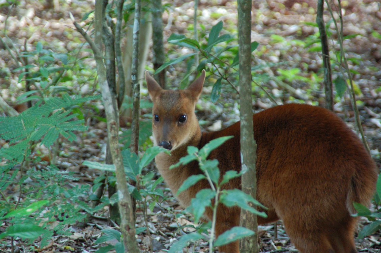 Mazama Nana