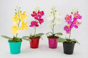 Mini Orquídeas nos Vasos