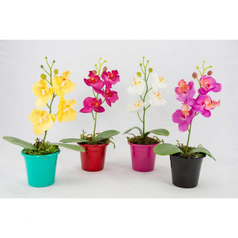Mini Orquídeas nos Vasos