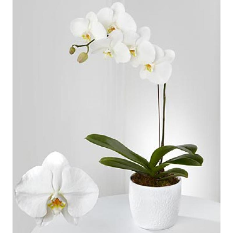 Mini Orquídeas Brancas: Fotos e Características