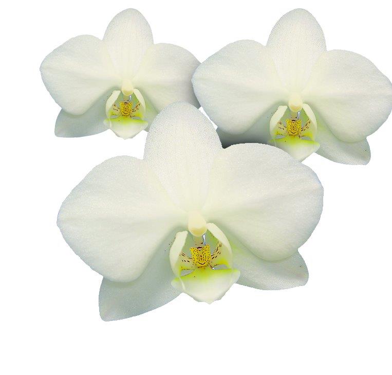 Mini Orquídeas Brancas: Fotos e Características | Mundo Ecologia