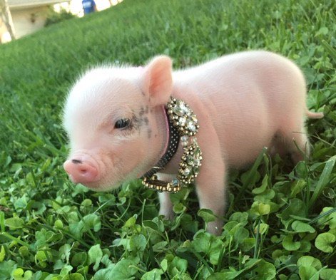 Mini Pig