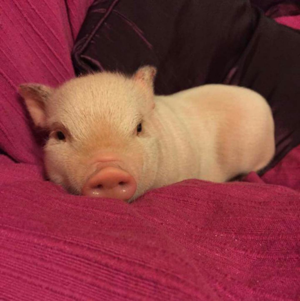Porco Doméstico Mini Porco: Características e Fotos | Mundo Ecologia