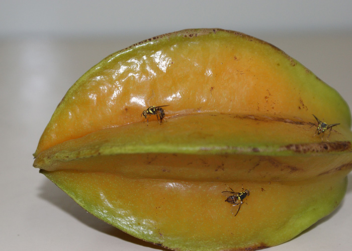 Pragas, Doenças e Bicho da Carambola