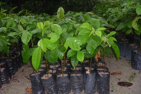 Mudas de Carambola