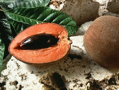 Como Plantar Mamey: Dica de Cultivo