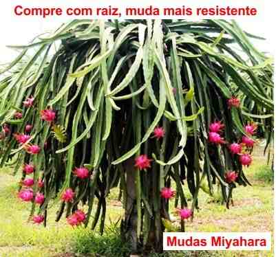 Mudas de Pitaya