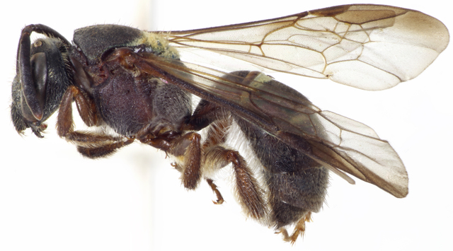 Neocorynura