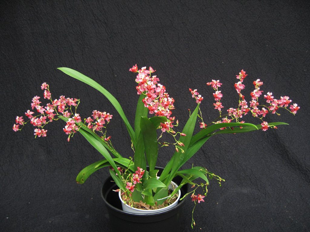 Oncidium