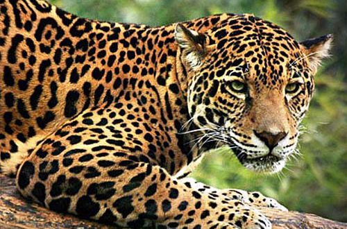 Felinos Silvestres do Rio Grande do Sul | Mundo Ecologia