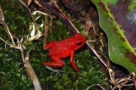 Oophaga Granulifera