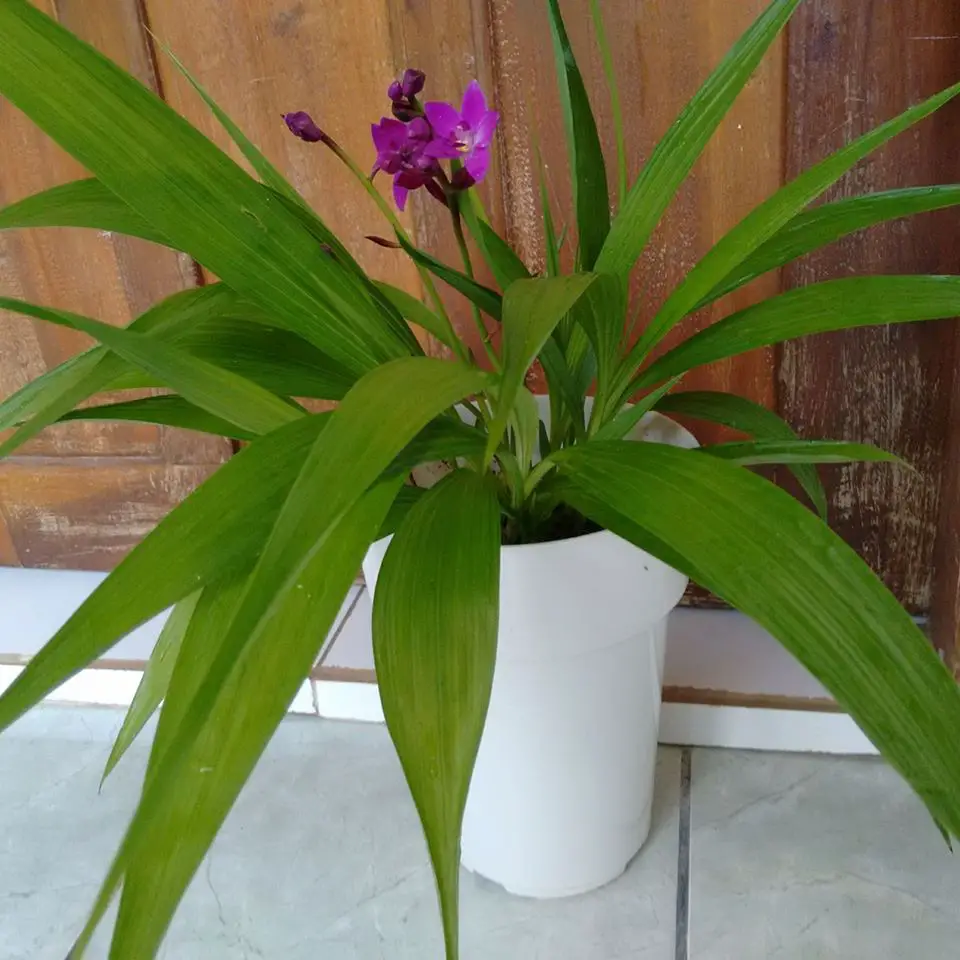 Orquídea Grapete no Vaso