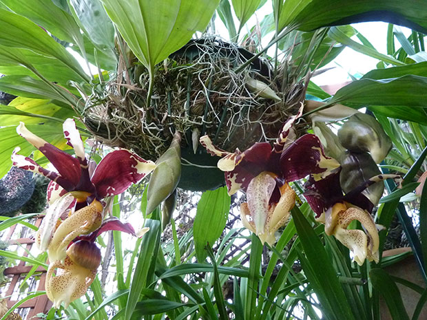 Orquídea que dá Flor na Raiz e Por Baixo, Com Fotos