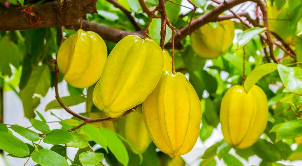 Carambola Faz Mal Para Gastrite Diabetes Hipertensao Mundo Ecologia