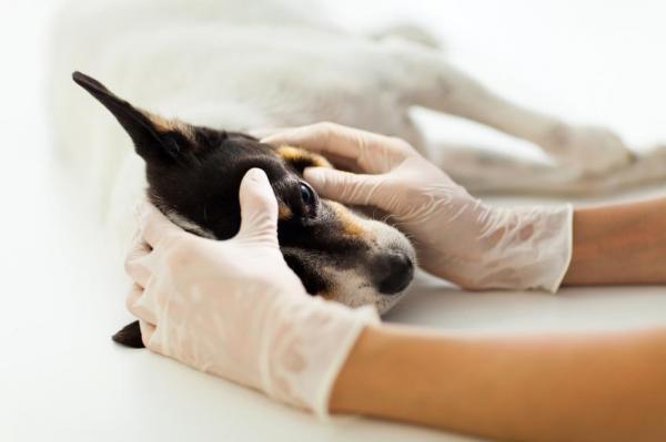 Sintomas de Virose no Cachorro e Como Curar