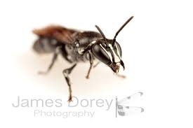 Pharohylaeus