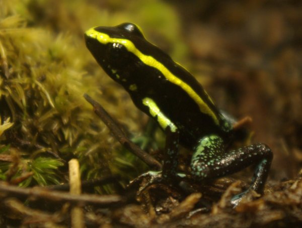 Phyllobates Aurotaenia