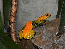 Phyllobates Bicolor