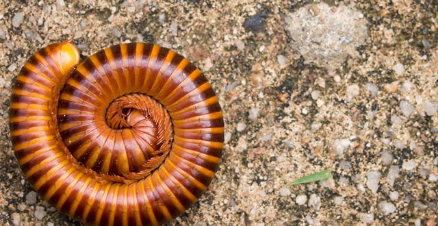 Onde Tem Piolho-de-Cobra tem Cobra? | Mundo Ecologia