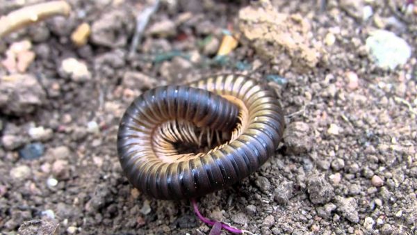 Piolho de Cobra Enrolado