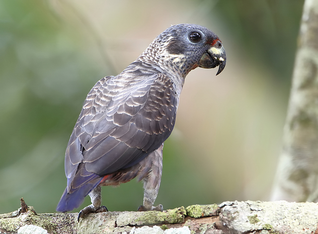 Pionus Fuscus