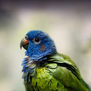 Pionus