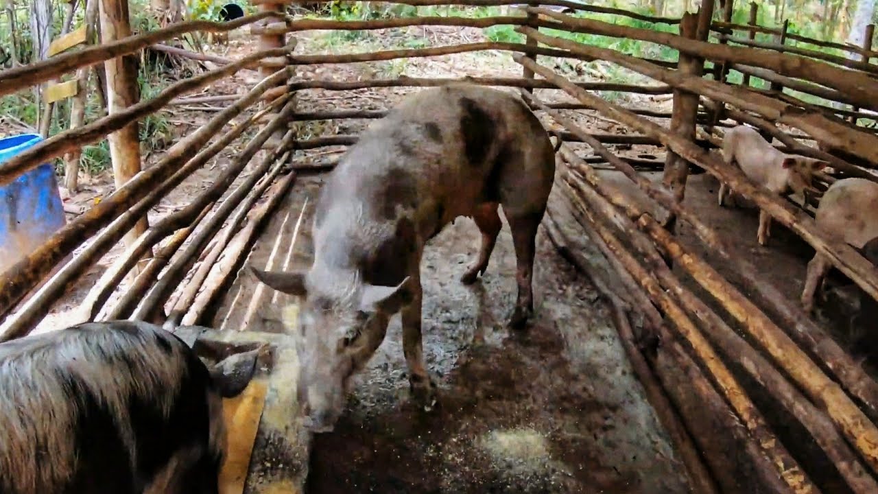 Porco Casco-de-Burro no Chiqueiro