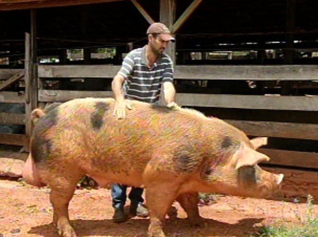 Raças de Porcos Gigantes no Brasil e no Mundo