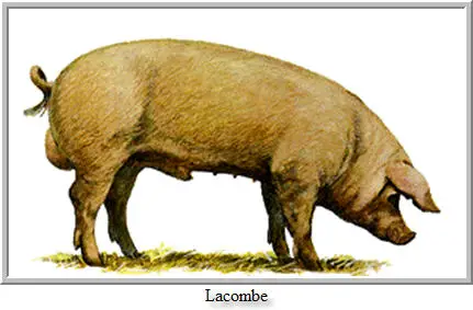 Porco Lacombe