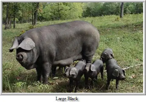 Porco Large Black