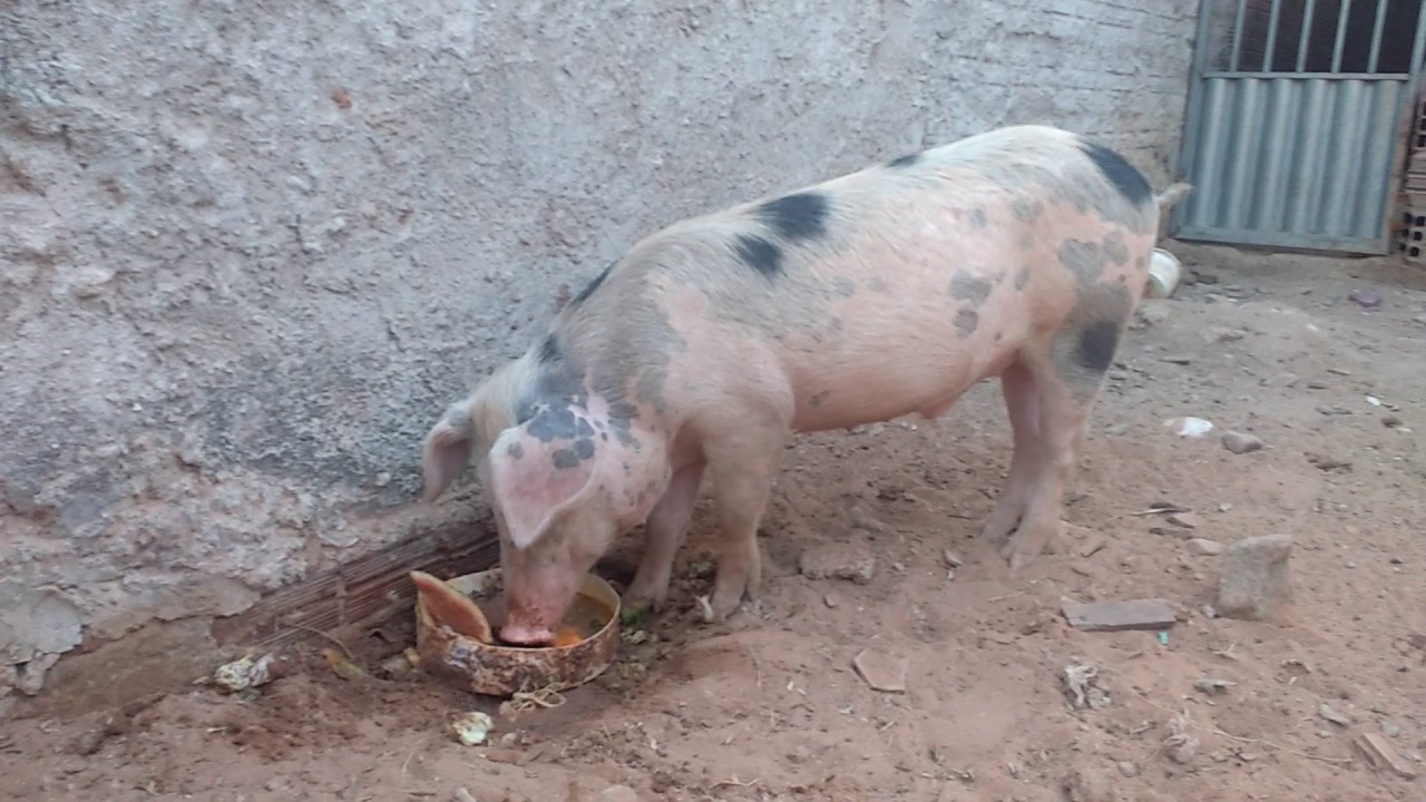 Alimentação do Porco: O Que Eles Comem?