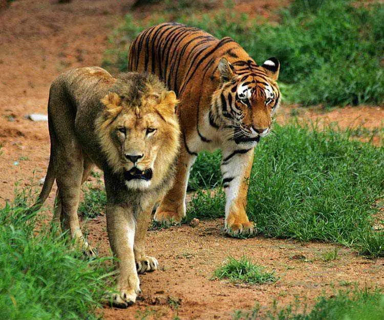 Semelhanças Entre o Leão e o Tigre
